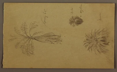 描画、植物スケッチ